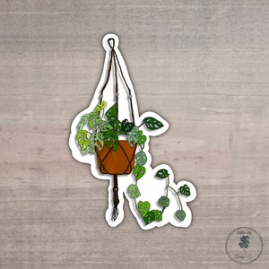Monstera Adansonii Sticker/ Swiss Cheese Plant / Hydroflask Sticker / Vinyl Sticker / Stickers/