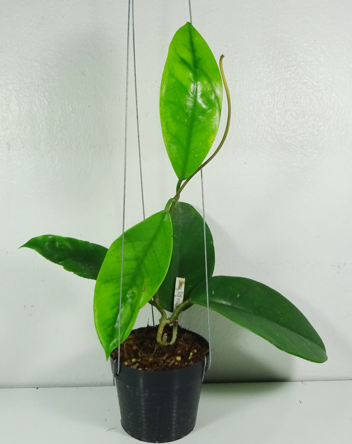 Hoya Monetteae Strong Frangrance White Flowers with splash | Etsy