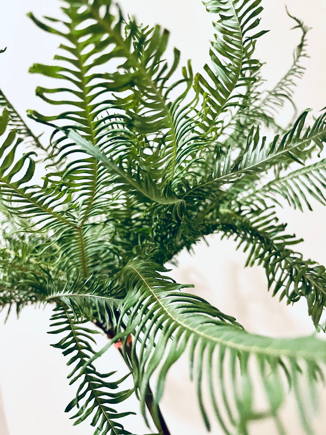 Dried Green Natural Umbrella Fern Bunches X5 Stems Dried Etsy