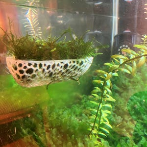 Aquarium moss and plant holder. 150x40x30mm with 2 strong suckers