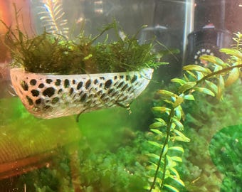 Aquarium moss and plant holder. 150x40x30mm with 2 strong suckers