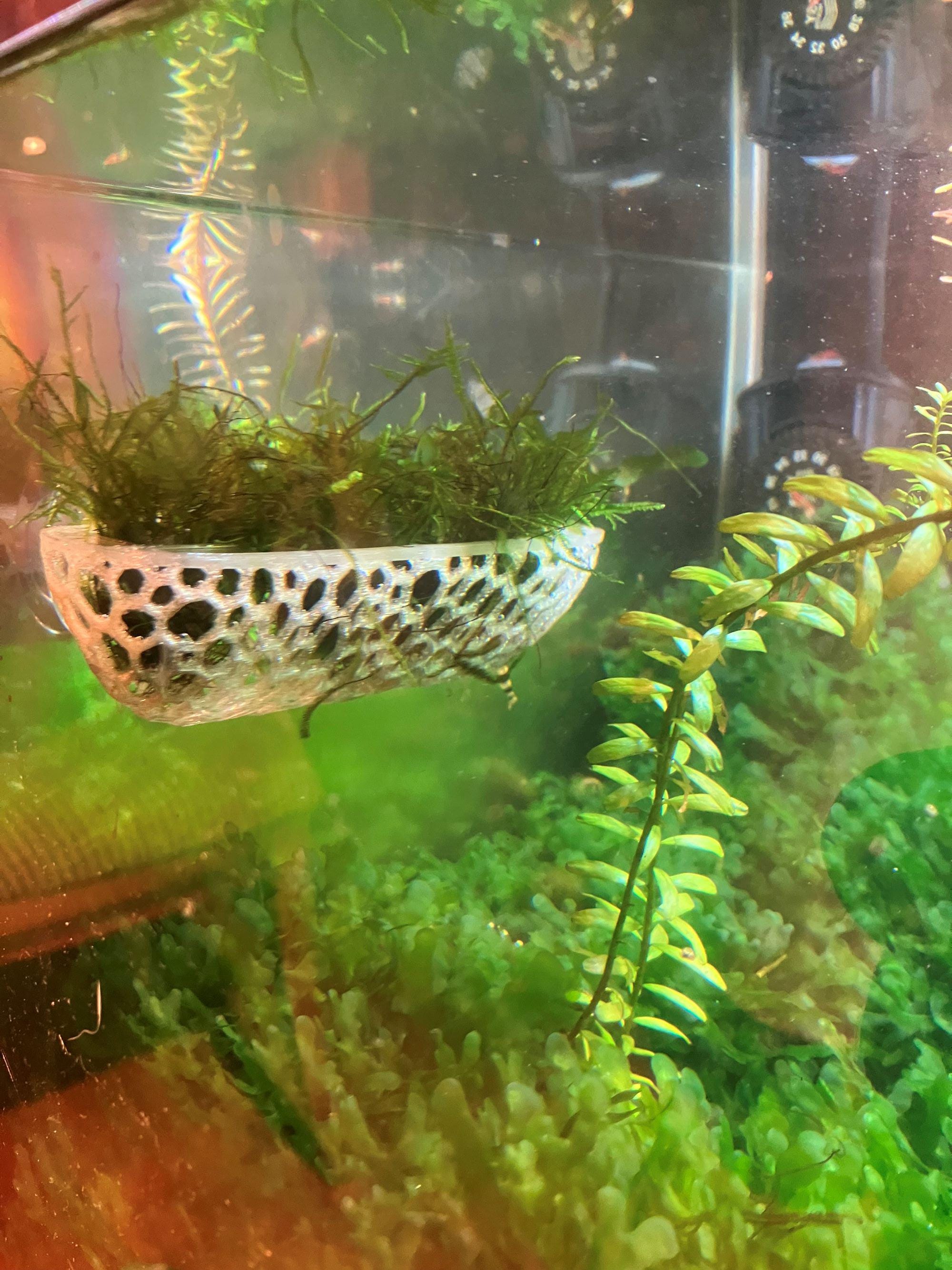 EELLAO Aquarium-Pflanzenhalter – 4 Stück + Saugnäpfe & Haken – Für Wasserpflanzen Wie Pothos