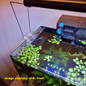 Op de afbeelding: Een klein, helder glazen aquarium met een zwarte lamp, een filter en verschillende groene planten. Het aquarium is gevuld met water en heeft een kleine, blauwe vis die erin zwemt.