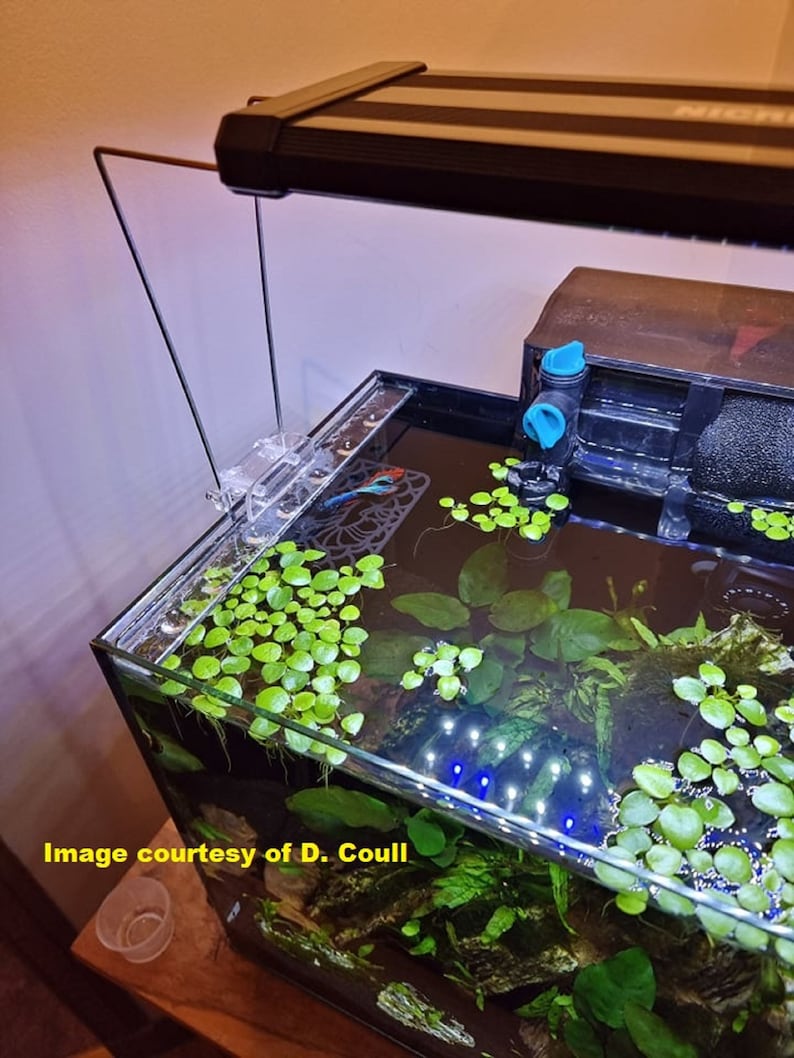 Op de afbeelding: Een klein, helder glazen aquarium met een zwarte lamp, een filter en verschillende groene planten. Het aquarium is gevuld met water en heeft een kleine, blauwe vis die erin zwemt.