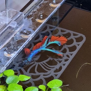 Betta Ledge Hammock Improved design. Tie on moss or leaves or just use as is!