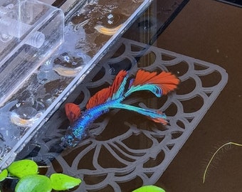Betta Ledge Hammock Improved design. Tie on moss or leaves or just use as is!