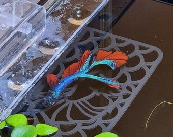Betta Fish Ledge Hammock: Aquarium Resting Place
