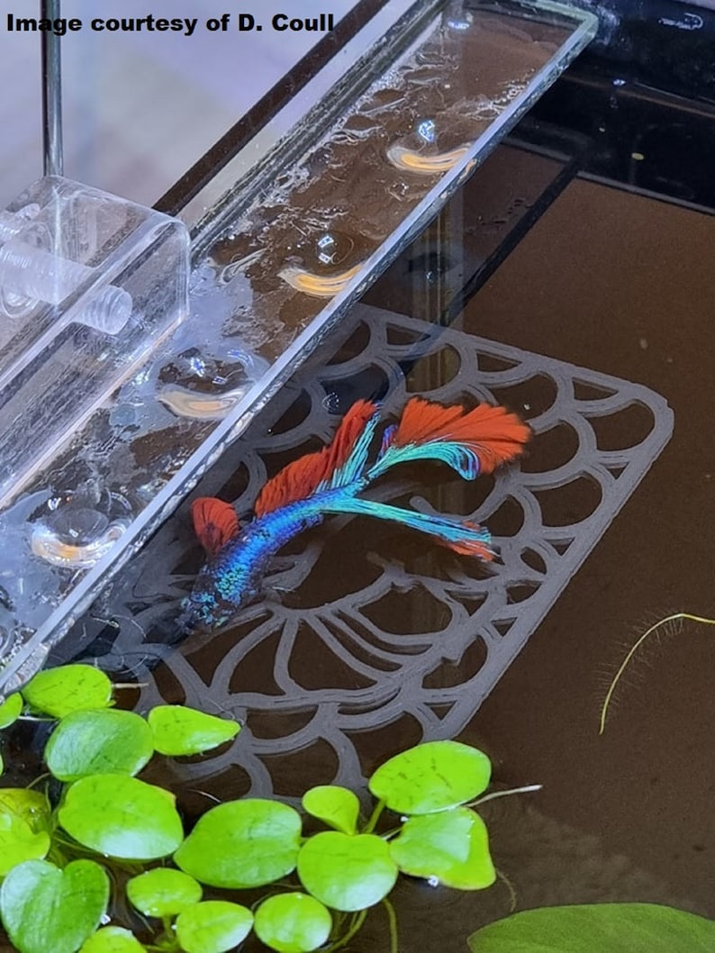 Op de afbeelding: Een levendige blauwe, rode en groene betta-vis zwemt in een heldere tank met groene planten. De vis rust op een decoratieve, grijze, gepatroneerde tegel.