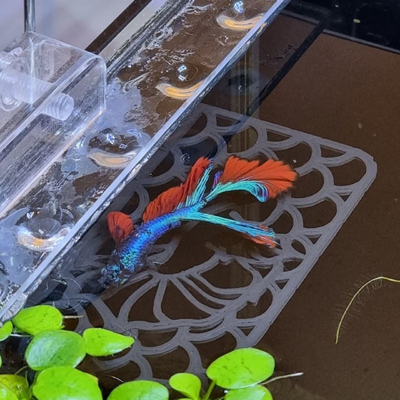 Betta Rest - Etsy UK