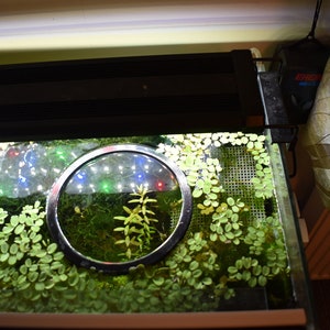 The "Delmaring" Aquarium floating plant and feeding rings various shapes colours Duckweed, Salvinia, Frogbit etc.