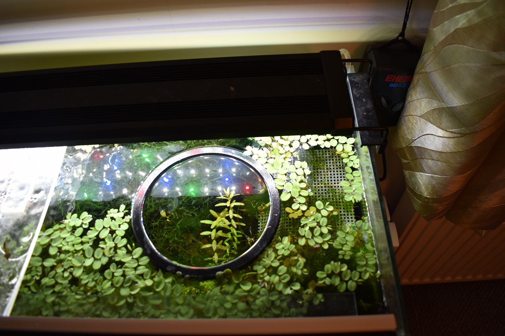 デルマリング」水槽の浮遊植物と給餌リングには、さまざまな形や色の 
