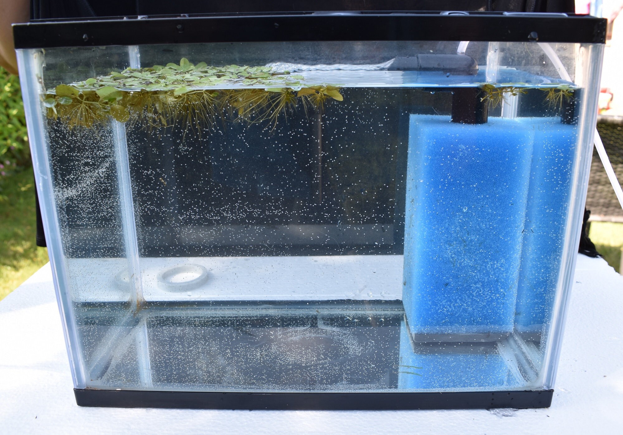 Aquarium Filter Shrimp and Fry Safe. Excellent High Surface Etsy UK