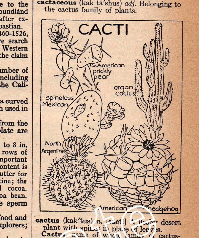 CACTI Antique Dictionary Page INSTANT DOWNLOAD Etsy