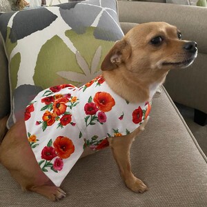 Corn Dogs Or Kitty Corn Corn Coat For Cats Dogs Etsy