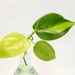 newks2550 reviewed Phildendron Trio Cuttings Bundle - Neon Lemon Lime - Brasil - Sweetheart Philodendron
