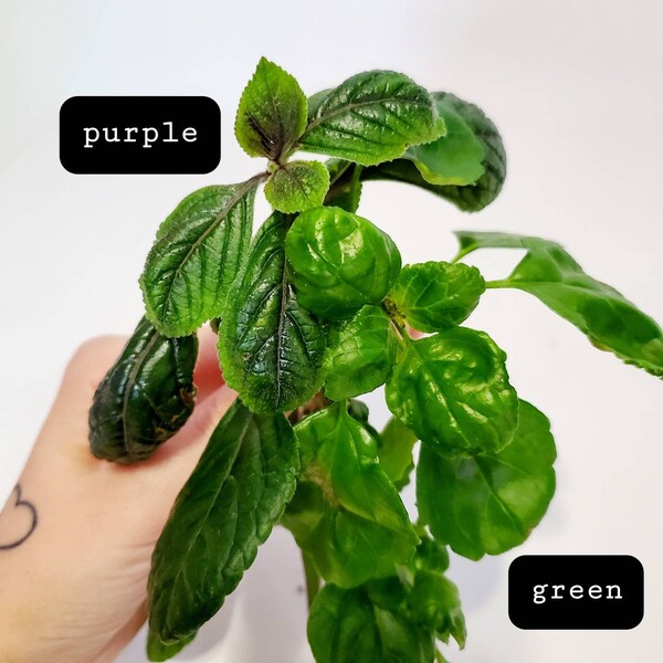 Swedish Ivy Starter Plant - Green or Purple - Live Plant - Vine Trailing Houseplants