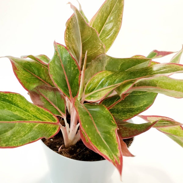 Aglaonema Creta - Chinese Evergreen- Firecracker - Red Aglaonema - Air Purifying Live House Plant