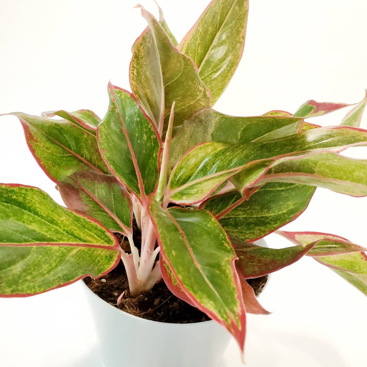 Aglaonema Creta - Chinese Evergreen- Firecracker - Red Aglaonema - Ai…