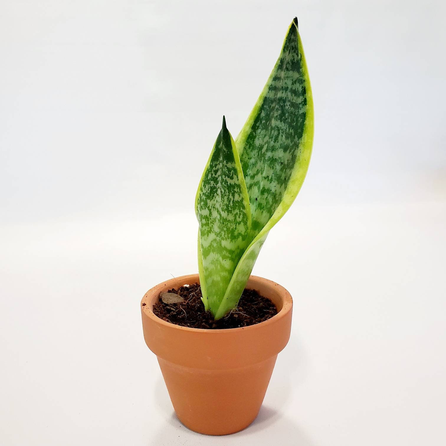 Yellow Tip Snake Plant - Mother-in-law Tongue - Sansevieria - Dracaen…