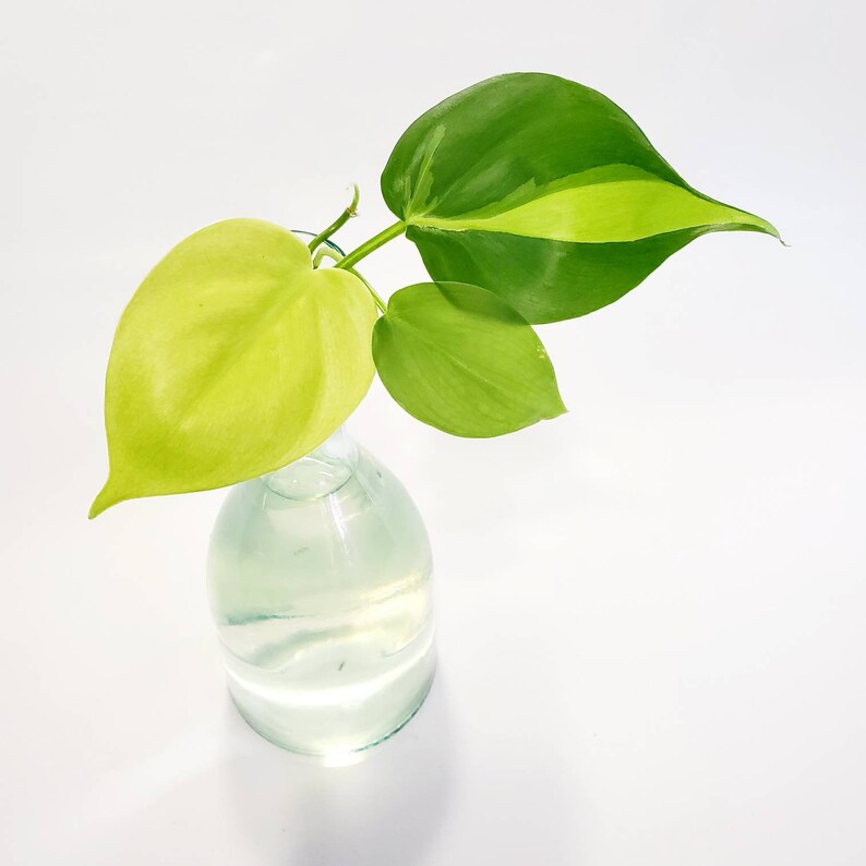 Philodendron Trio Cuttings Bundle  Neon Lemon Lime  Brasil  image 1