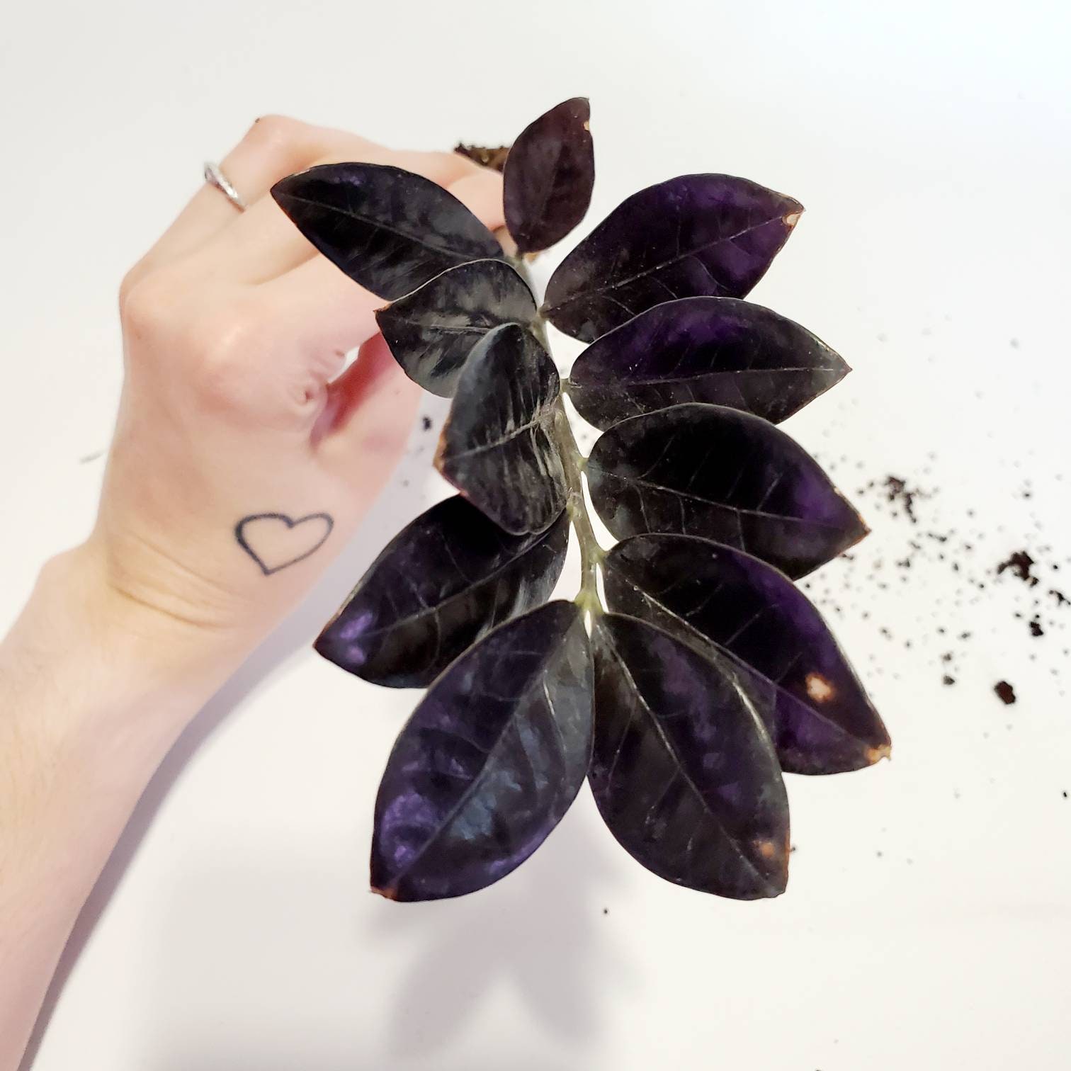 Raven ZZ Plant - Black ZZ Zami Zamifolia - Live Houseplant