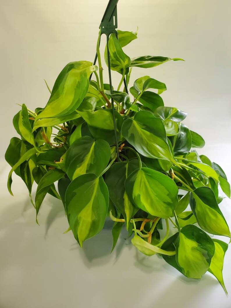 Philodendron Trio Cuttings Bundle  Neon Lemon Lime  Brasil  image 3