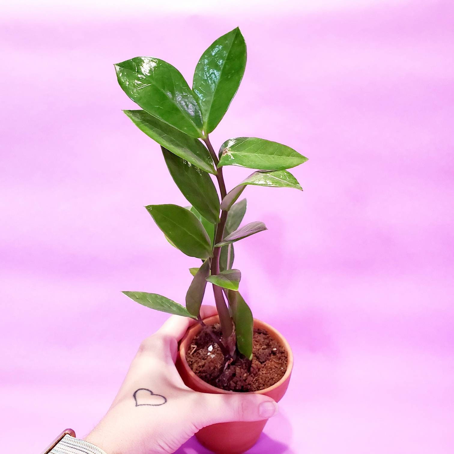 Zz Plant - Zamia Zamifolia - Live Houseplant