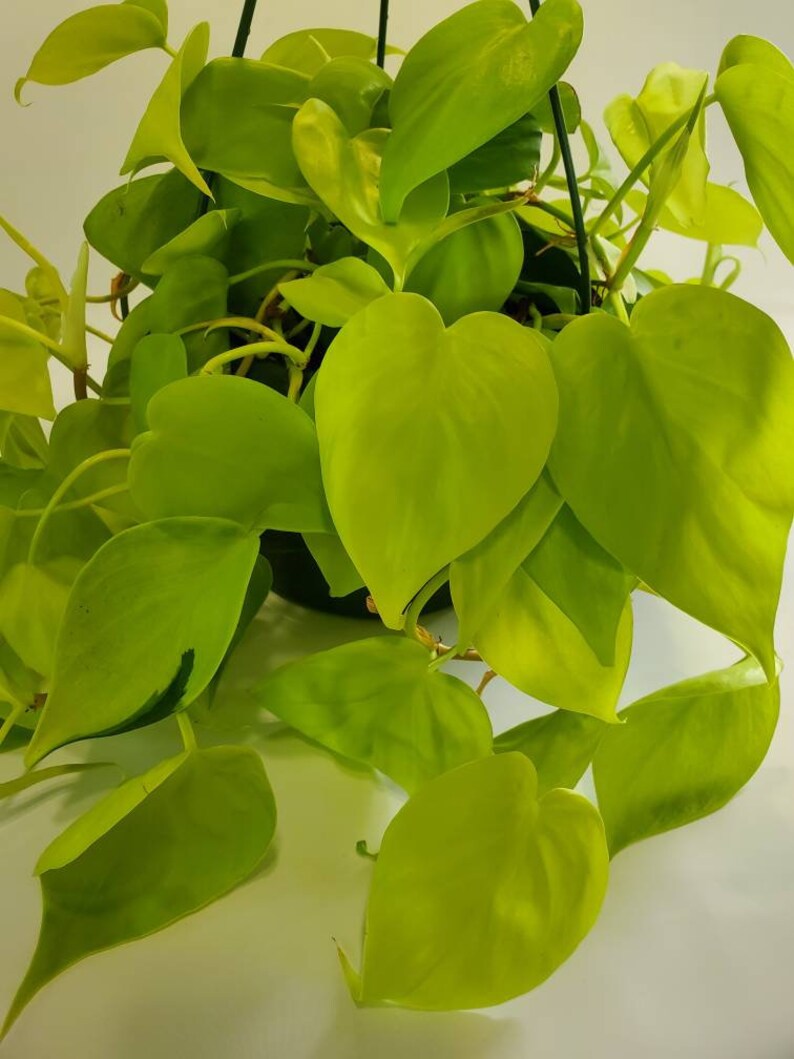 Philodendron Trio Cuttings Bundle  Neon Lemon Lime  Brasil  image 2