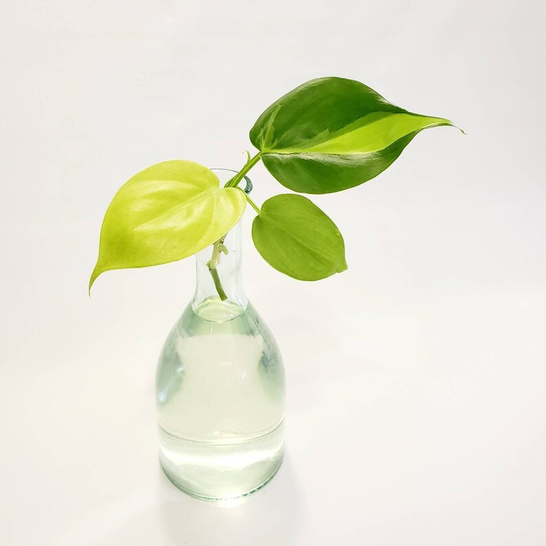 Philodendron Trio Cuttings Bundle  Neon Lemon Lime  Brasil  image 0