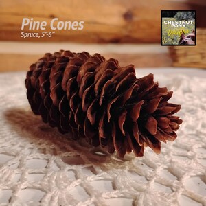 May include: A brown spruce pine cone, approximately 5-6 inches long, rests on a white, crocheted surface. The image includes the text "Pine Cones" and "Spruce, 5"-6"" in the upper left corner, and a logo in the upper right corner.