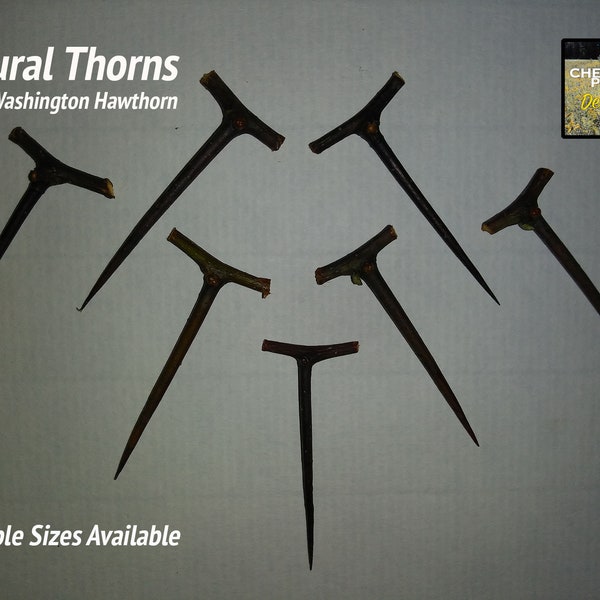 7 Thorns - from real Washington Hawthorn tree, very sharp, used for herbal remedies, Halloween, crafts, rituals, protection, wiccan, pagan