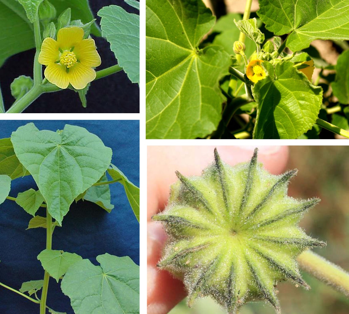 Velvetleaf Indian Mallow Chinese Jute In 10 25 50 or Etsy