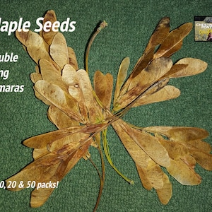 Maple Seeds, 10, 20 or 50 - Crafting, floral decor, eco-friendly wedding confetti & childrens art. Floating helicopter, whirlybird, samara
