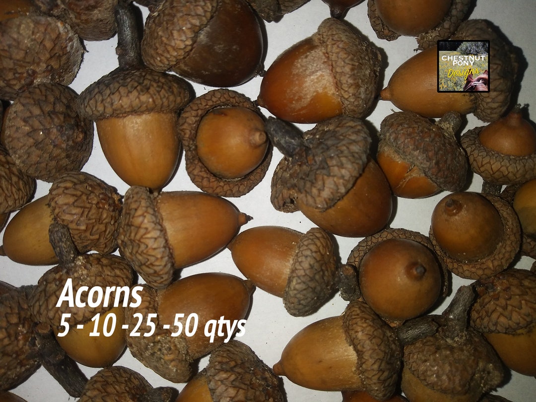 Natural Acorns With Caps – Eco-friendly Fall & Christmas Craft Decor ...