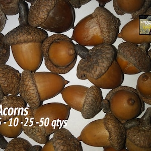 Acorns - Crafting, floral decor, eco-friendly oak settings & artwork. Mixed tree nuts with caps. 5, 10, 25 or 50 qty.  Free ground shipping!