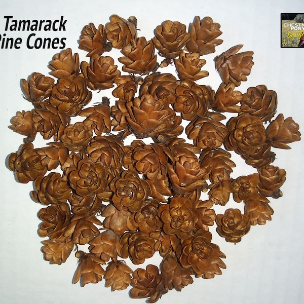 Mini pine cones from Tamarack trees - For crafting, rustic wreaths and natural country decor. Available in 25, 50, 100, 150 & 200 quantities