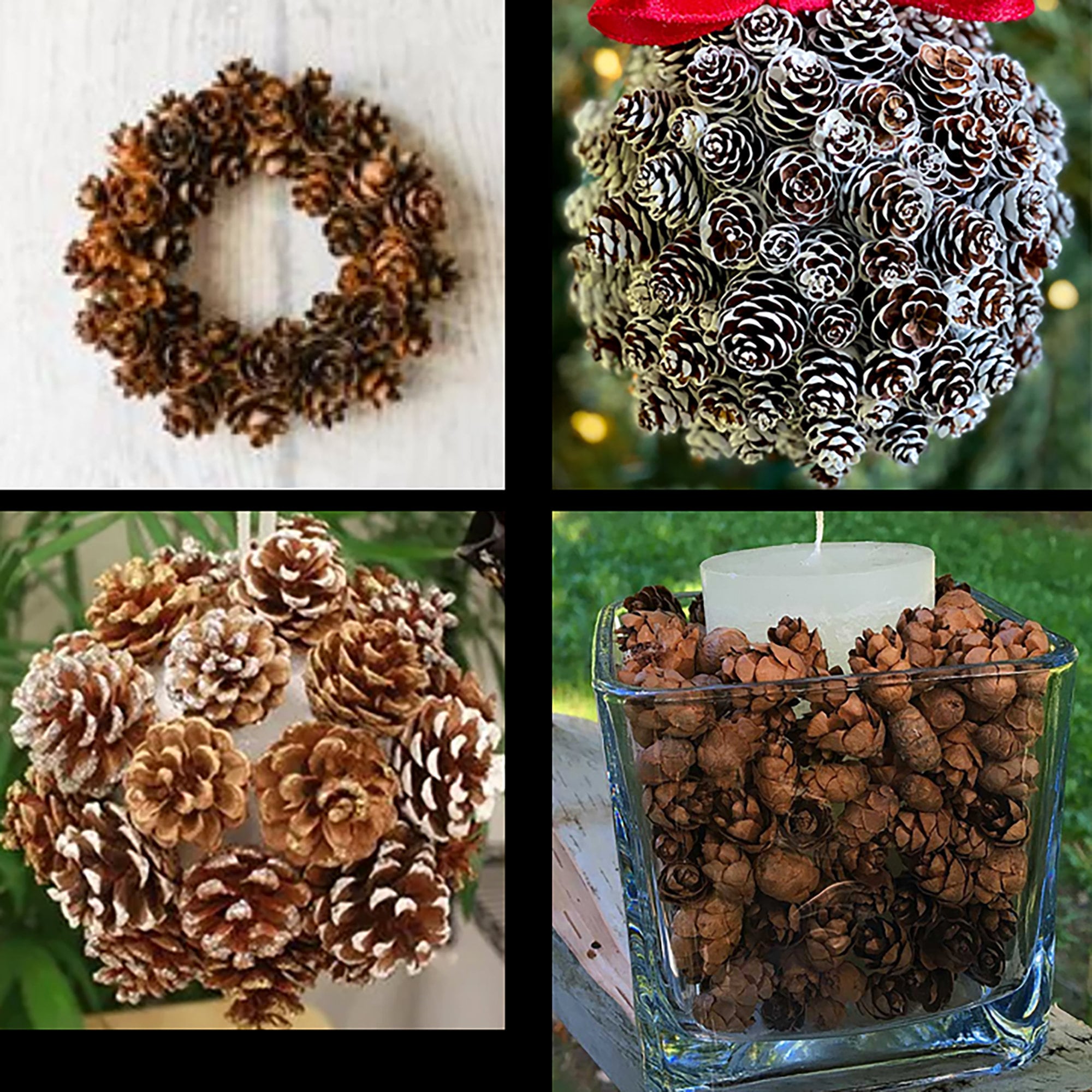 75 Mini Pine Cones - Tamarack - NW Montana -- 1-2..5 - Wreath Crafting