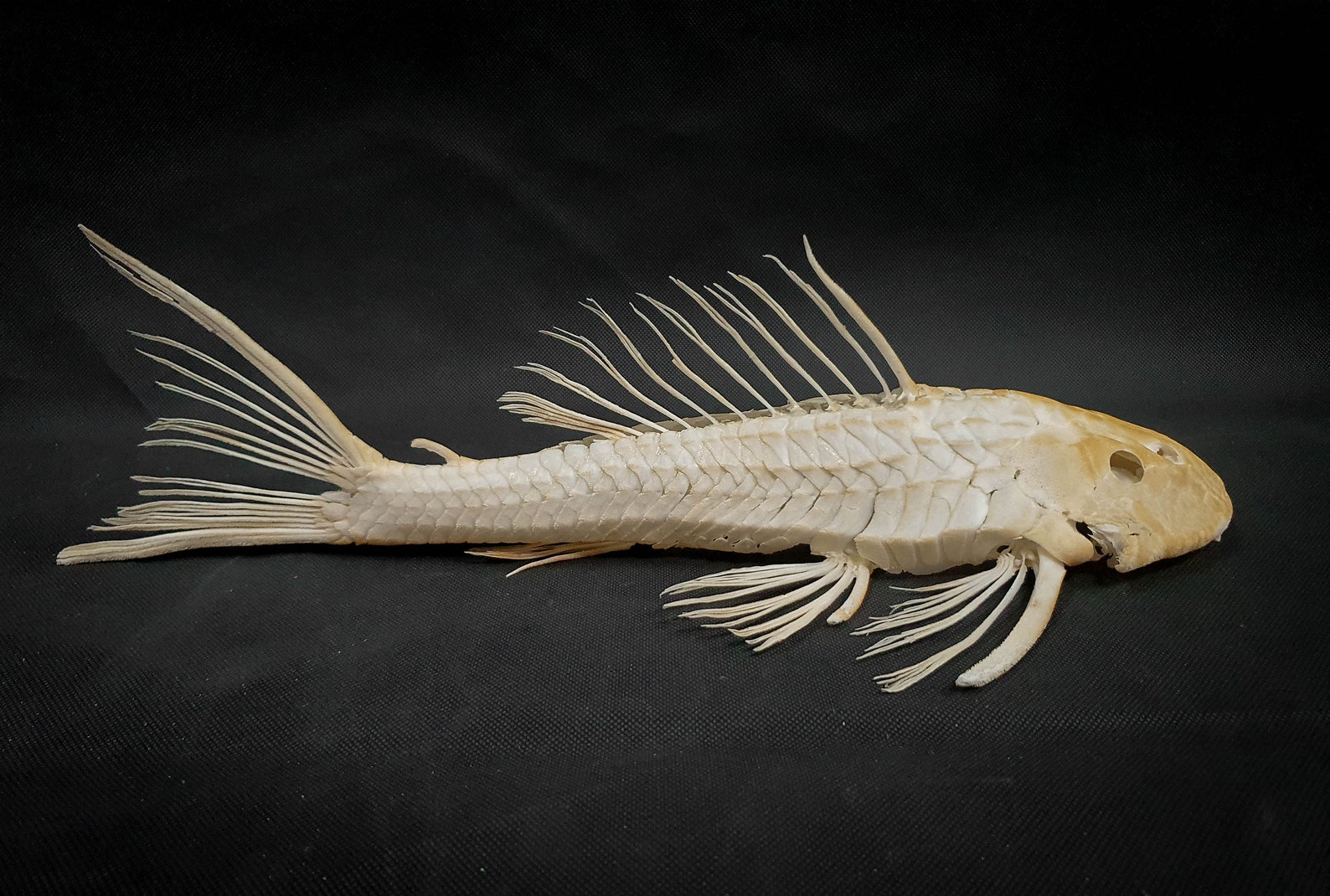 Suckermouth catfish skeleton real Etsy