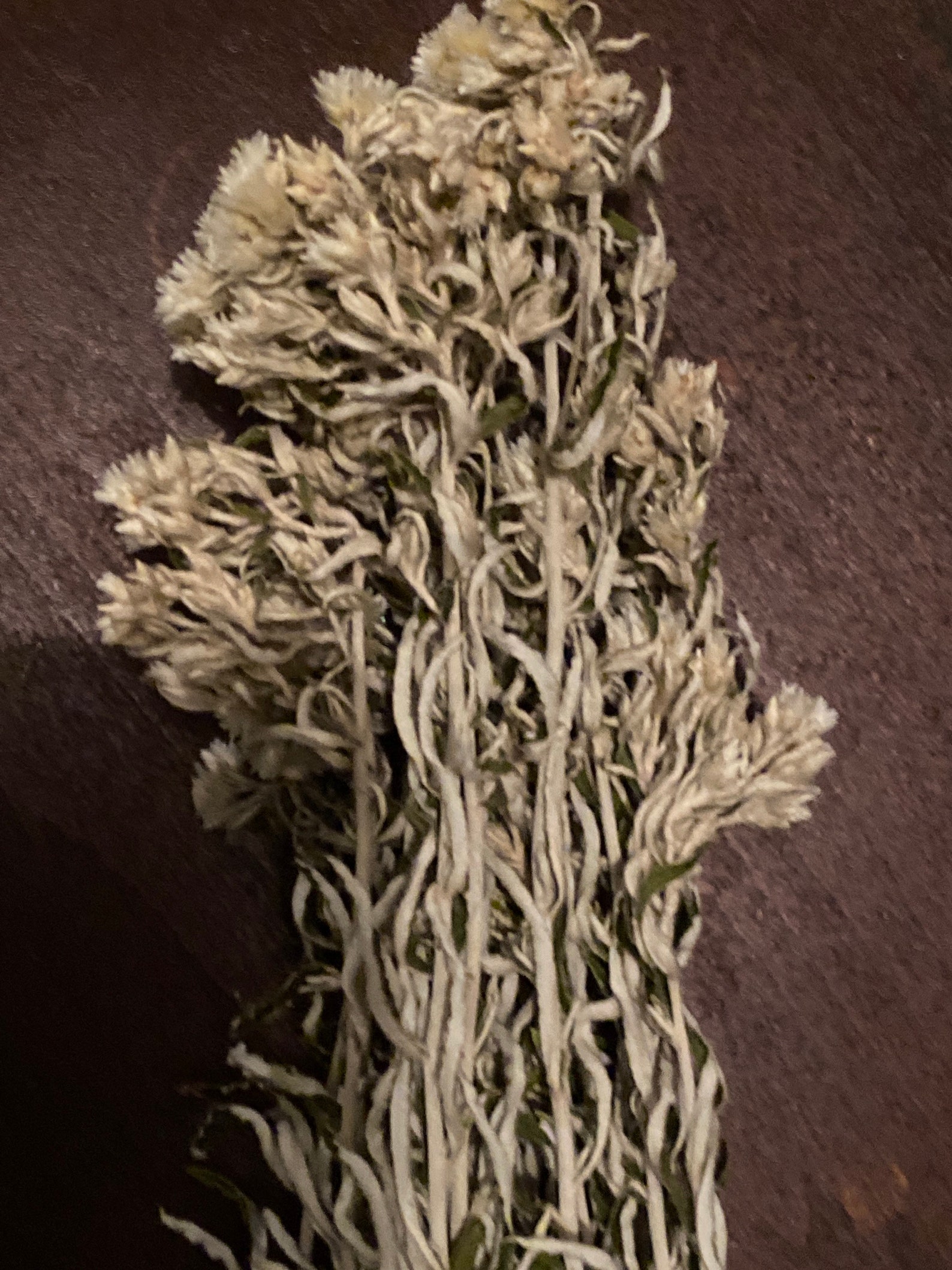 Dried Rabbit Tobacco Flower Life Everlasting NATURAL Etsy