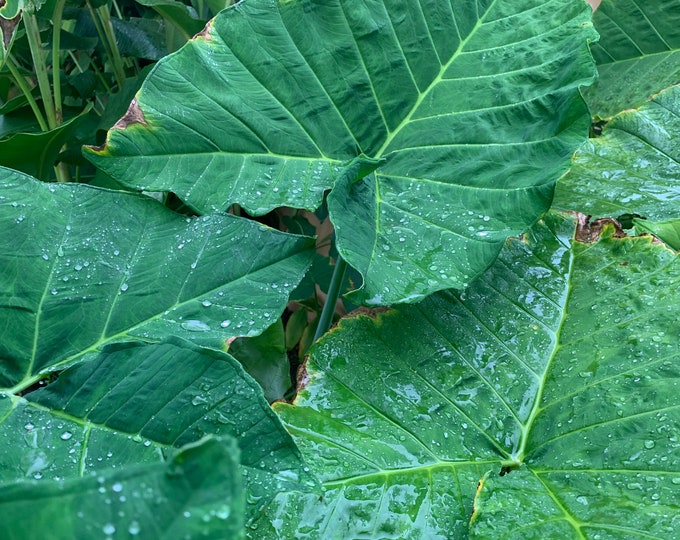 Xanthosoma starter plants in 4 \u201c pot Colocasia Elephant Ear Giant