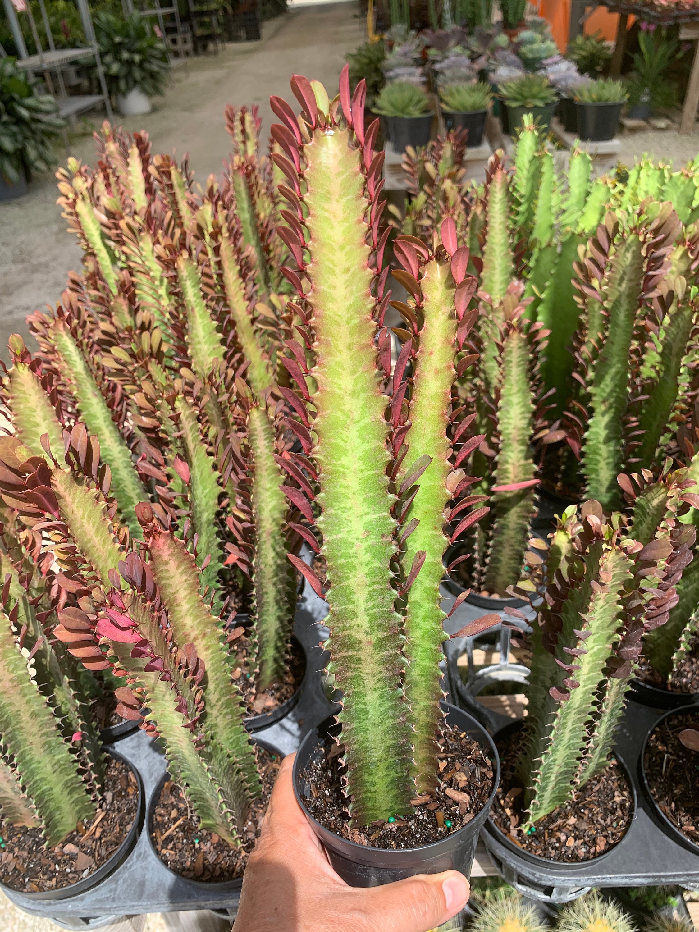 Euphorbia Trigona Cactus – Chicago Plants, image size:2250x3000