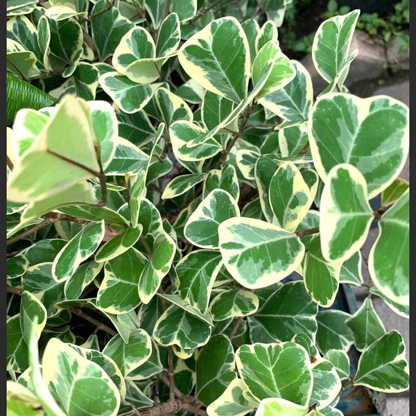 Ficus Variegated Variegata 6” pot dwarf Triangularis fig plant