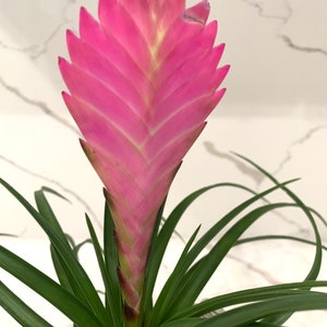 Tillandsia Cyanea bromeliad Pink Quill Air plant Wallisia plant in 4 pot image 2