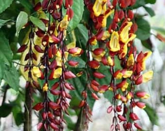 Indian Clock Vine Thumbergia Mysorensis