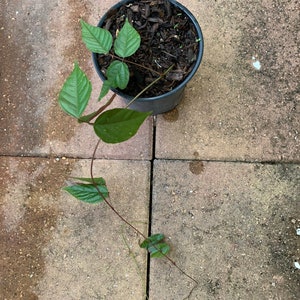 Purple Jade Vine Mucuna Cyclocarpa image 3