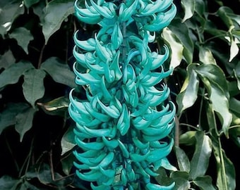 Green Jade Vine plant tree 1-2 ft tall vine. Strongylodon Macrobotrys.