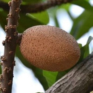 Mammea Americana Mamey live tropical fruit tree image 5