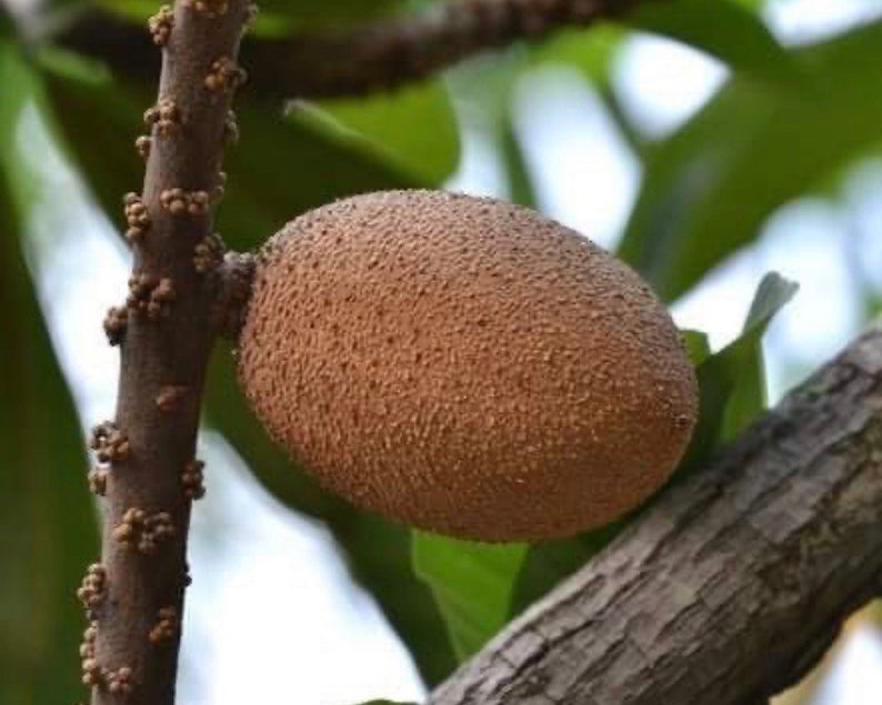 Mammea Americana Mamey live tropical fruit tree image 5