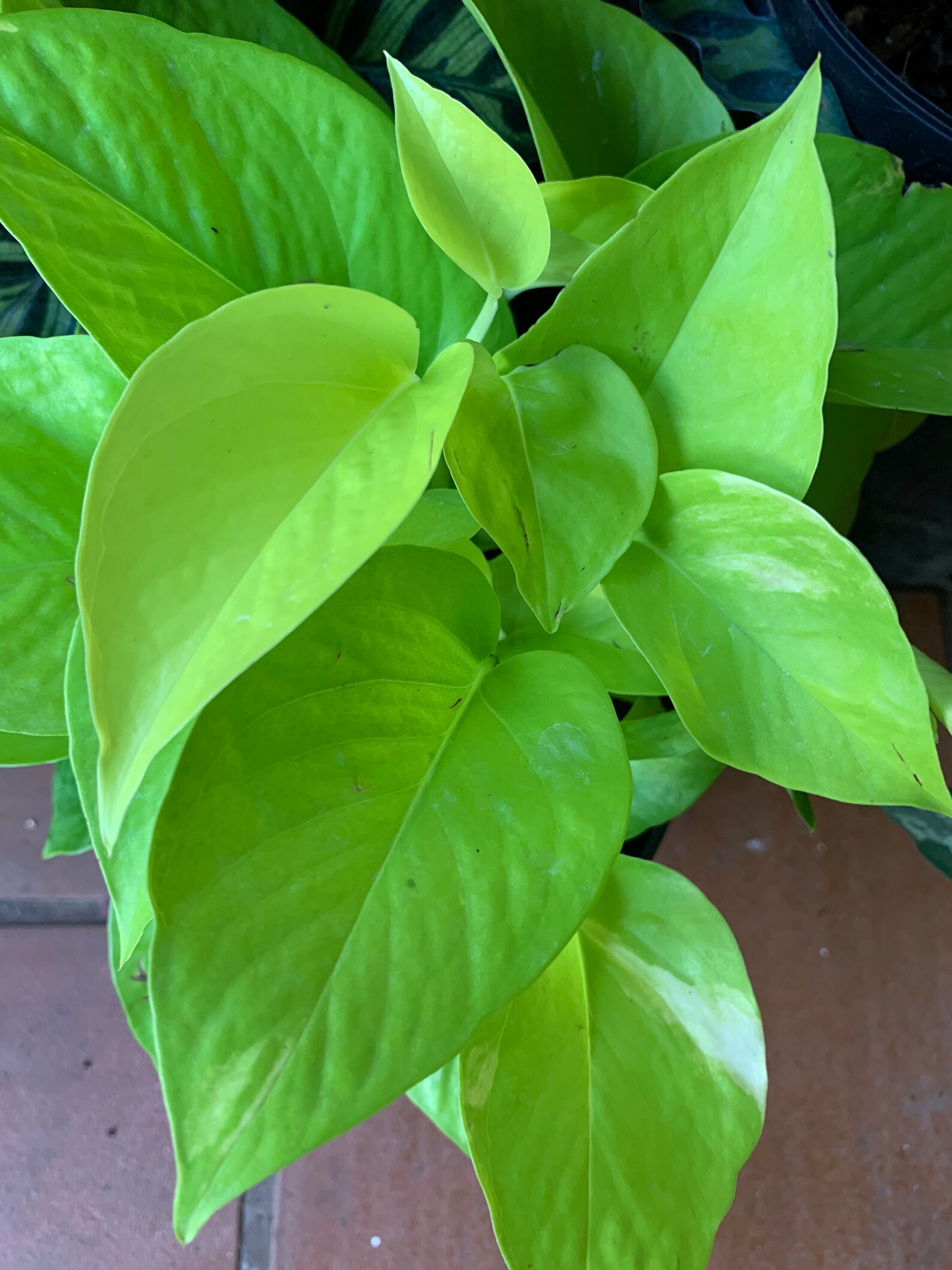 Néon Pothos Epipremnum Aureum plante vert lime jaune Etsy