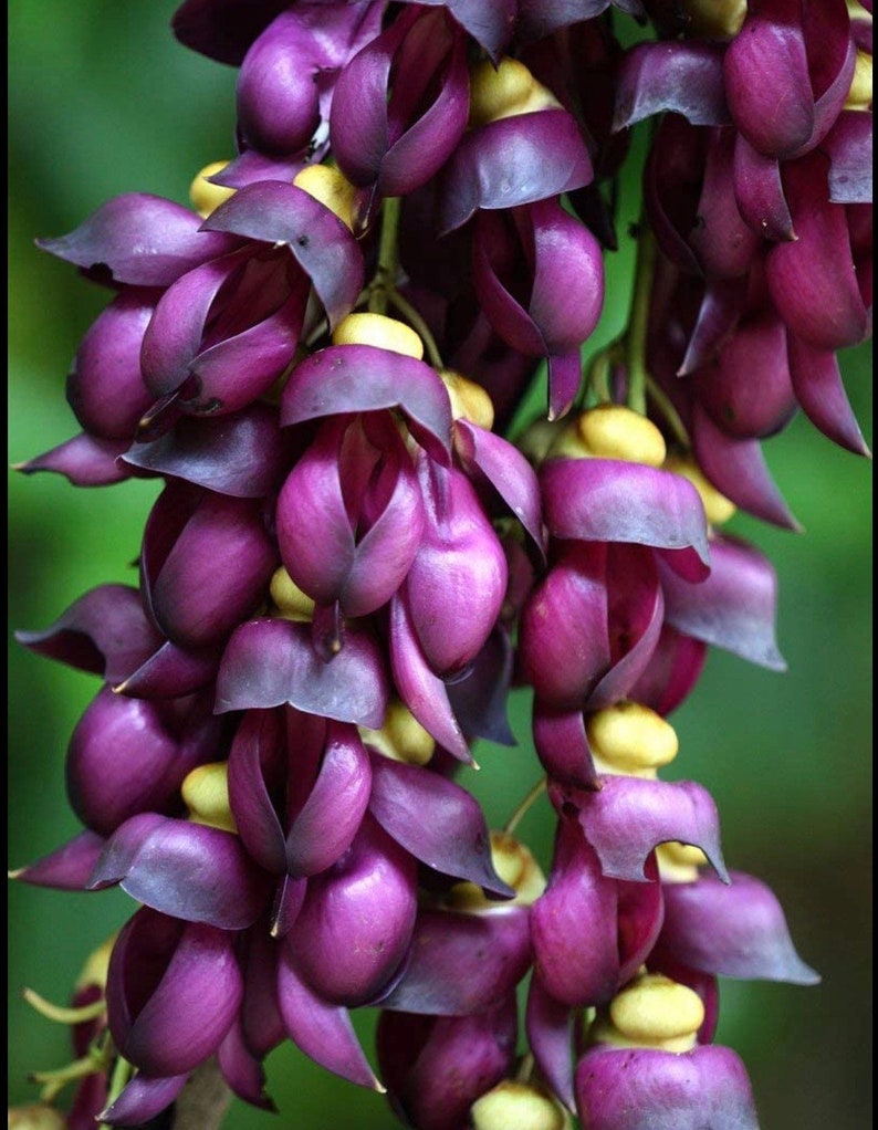 Purple Jade Vine Mucuna Cyclocarpa image 1